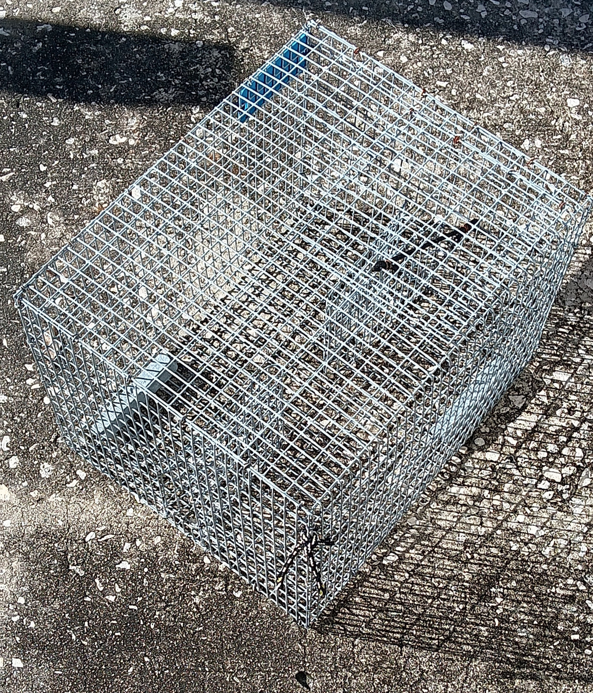 Pinfish Trap for Rent